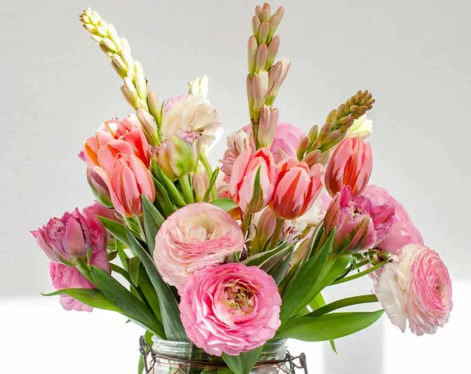 Persian buttercup Cloni Pon-Pon Hermione, Ranunculus Asiaticus Cloni Pon-Pon Hermione, Turban Buttercup Cloni Pon-Pon Hermione, Persian Crowfoot Cloni Pon-Pon Hermione, spring flowering bulb, fall flowering bulb, Pink flowers, Pink Ranunculus