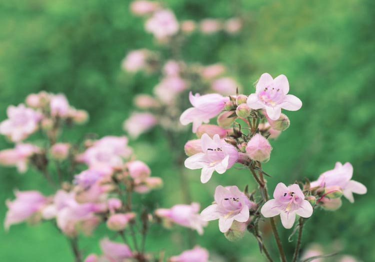 Penstemon, Beardtongue, Beard Tongue, Evergreen Perennials, Red Flowers, Blue Flowers,