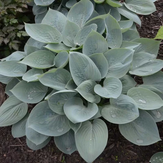 Hosta Prairie Sky, Plantain Lily 'Prairie Sky', 'Prairie Sky', Blue Hosta, Shade perennials, Plants for shade