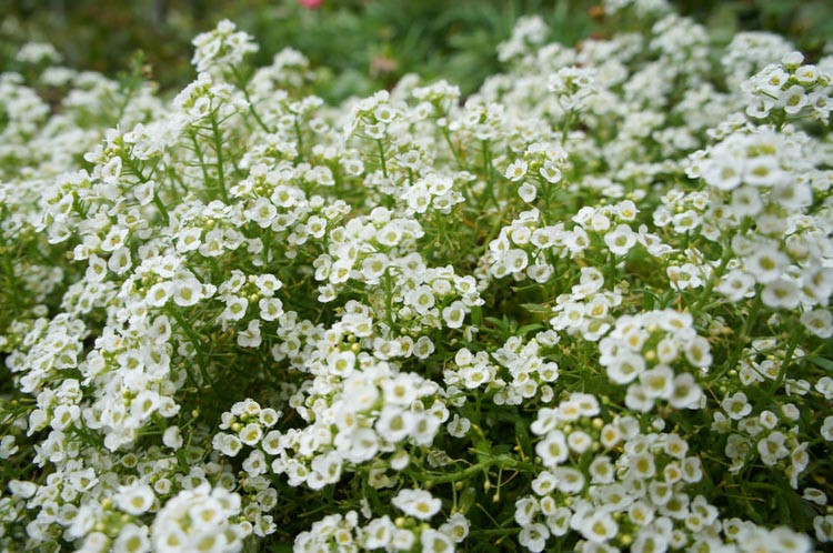 Lobularia, Lobularia maritima, Sweet Alyssum, Heat tolerant plants, Fragrant plants, Lobularia Snow Princess, Lobularia Easter Bonnet, Lobularia Wonderland, Lobularia Golf
