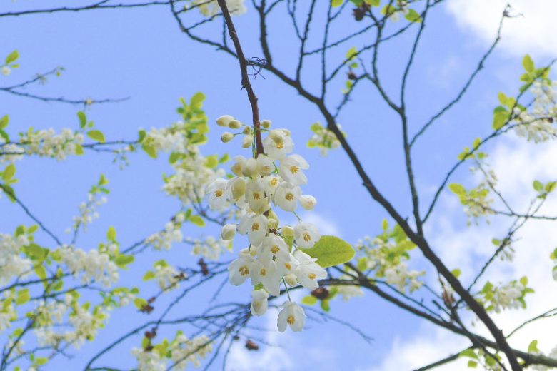 Halesia diptera, Two-Wing Silverbell, Two-Winged Silverbell, Silverbell, American Snowdrop Tree, Snowdrop Tree, Snowbell, Cowlicks, fall color, White flowers