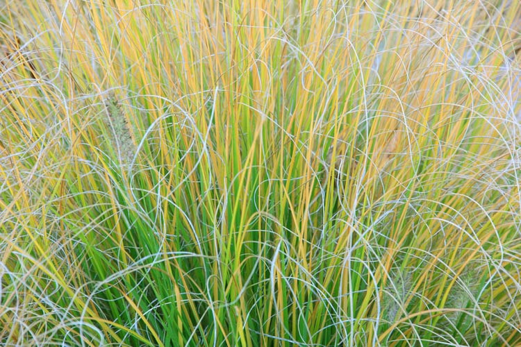 Festuca Glauca,Blue Fescue, Festuca Ovina Glauca, Festuca amethystina, Festuca arundinacea, Festuca californica, Festuca Mairei, Athlas fescue, Festuca rubra, Red Fescue, Creeping red Fescue,