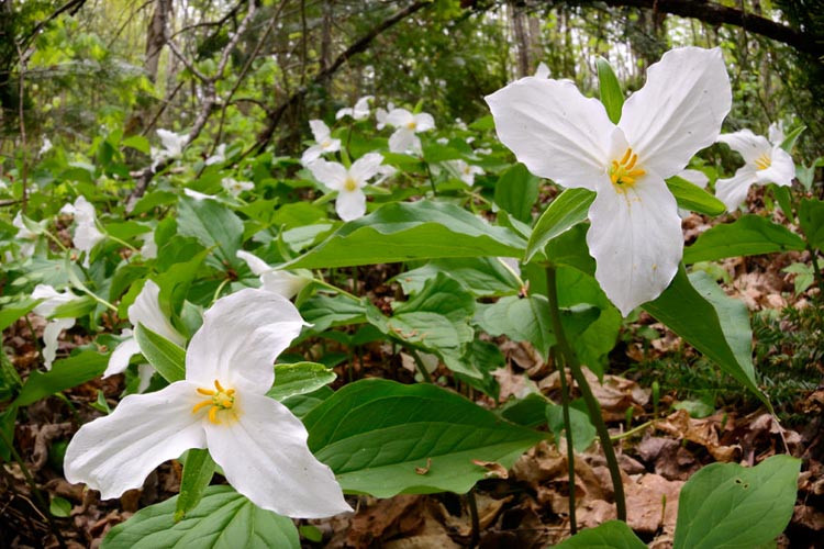 Trillium Luteum, Yellow Wood Trillium, Trillium sessile var. luteum, Wood Lily, Yellow Trillium, yellow flowers, fragrant flowers, fragrant perennials, White trillium, trillium grandiflorum,T