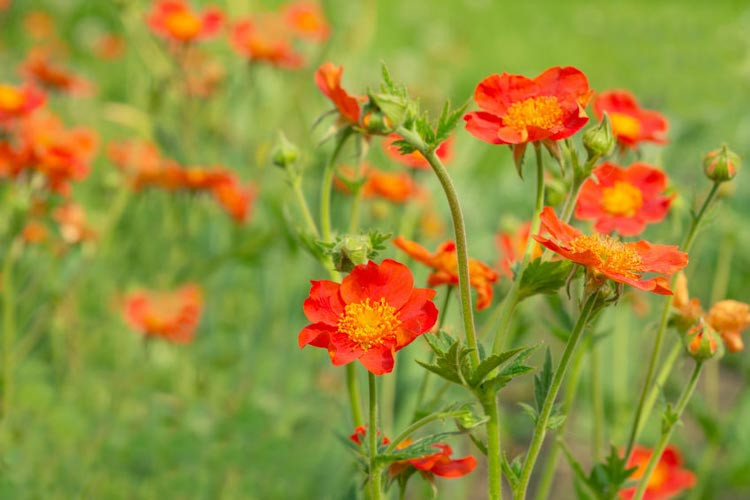 Geum, avens, Geum chiloense, Geum coccineum, Geum triflorum, Geum rivale, Geum 'Mai Tai', 'Mai Tai' Avens, Pink Geum, Pink Avens, Pink Flowers