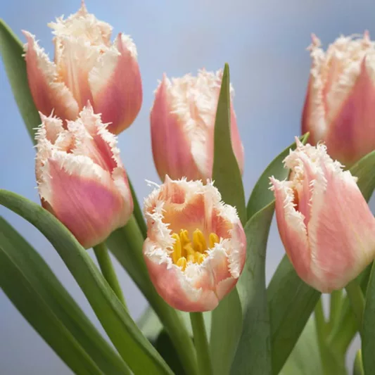 Tulipa 'Bell Song', Tulip 'Bell Song', Fringed Tulip 'Bell Song', Fringed Tulips, Spring Bulbs, Spring Flowers, pink Tulips, Tulipes Dentelle