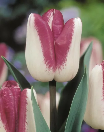 Tulipa 'Shiun',Tulip 'Shiun', Triumph Tulip 'Shiun', Triumph Tulips, Spring Bulbs, Spring Flowers, Purple Tulip, Bicolor Tulip, White Tulip