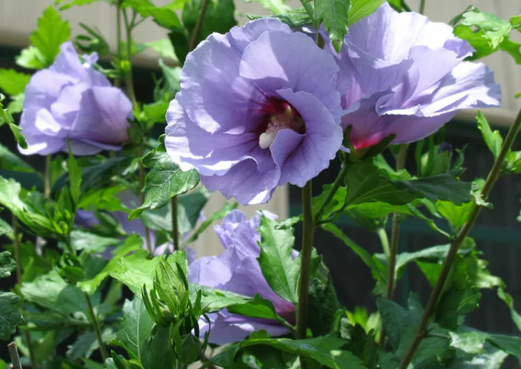Hibiscus syriacus 'Marina', Rose of Sharon 'Marina', Shrub Althea 'Marina', Hibiscus syriacus 'Blue Satin', Rose of Sharon 'Blue Satin', Shrub Althea 'Blue Satin', Flowering Shrub, Pink flowers, Blue flowers