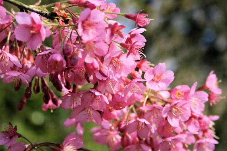 Prunus 'Kursar',Flowering Cherry 'Kursar', Cherry 'Kursar', Pink flowers, Spring Flowers, Pink cherry blossoms, Japanese cherry, Flowering cherry tree, Blossom Tree, Cherry blossom tree, Ornamental Cherries
