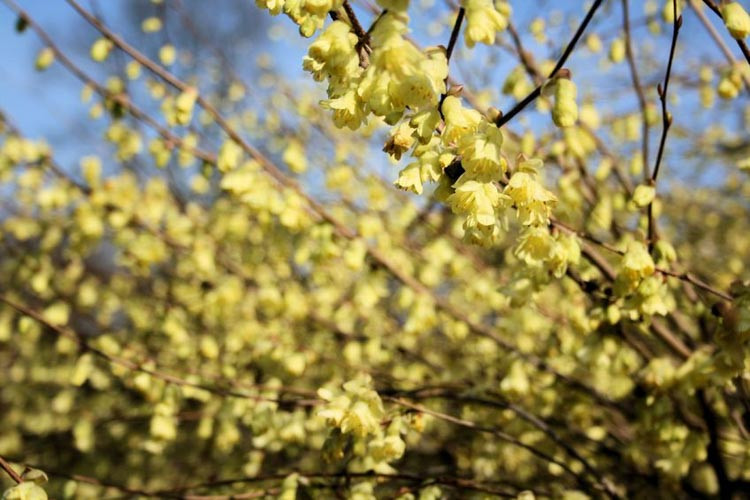 Corylopsis pauciflora, Buttercup Winterhazel, Buttercup Witch Hazel, Yellow Flowers,  Winter Flowers