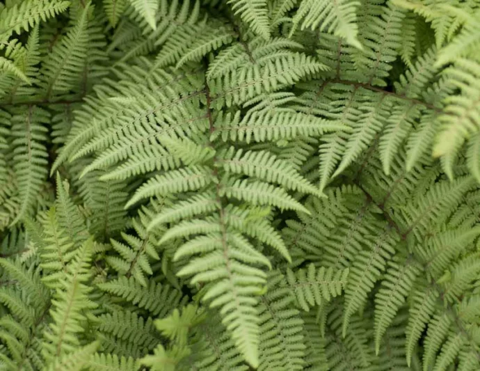 Athyrium 'Ghost', Lady Fern 'Ghost', Ghost Fern, Athyrium filix-femina 'Ghost', Athyrium niponicum 'Grey Ghost', Lady Fern, Shade plants, shade perennial, plants for shade, plants for wet soil