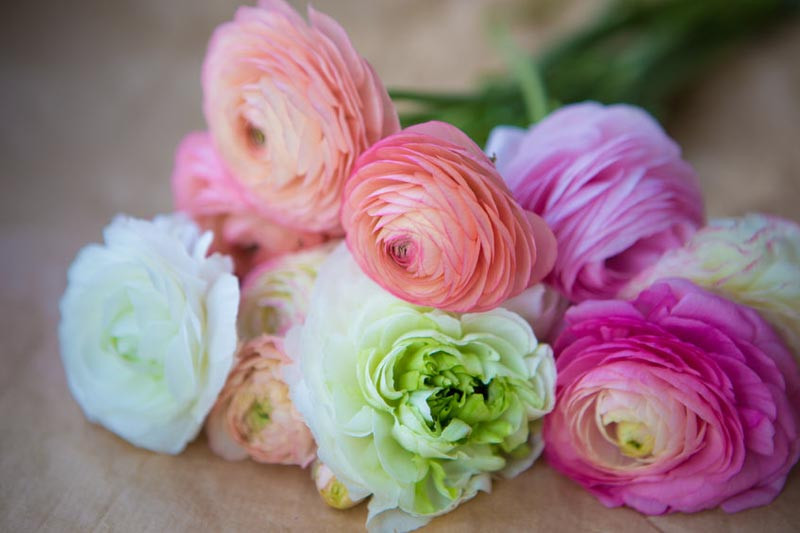 Ranunculus, Ranunculus asiaticus, Persian Buttercup, Turban Buttercup, Persian Crowfoot, Spring bulbs, Cut flowers