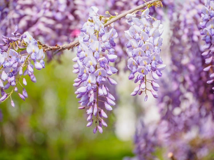 Japanese Wisteria, Wisteria floribunda, Wisteria Chinensis, Chinese Wisteria, Silky Wisteria, Wisteria multijuga, Wisteria brachybotrys, Fragrant Vines,