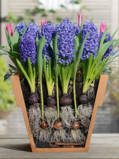 lasagne planting