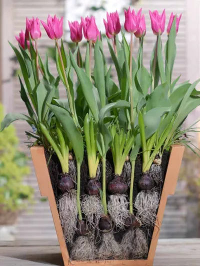 lasagne planting