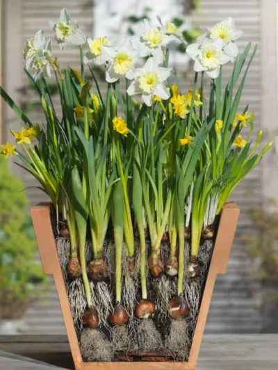 lasagne planting