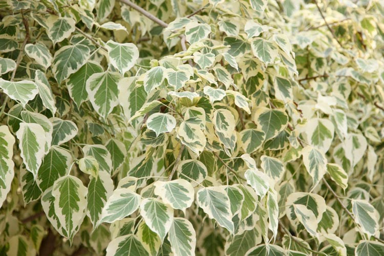 Euonymus Atropurpureus, Eastern Wahoo, Burning Bush, shrubs, fall color, shrub with berries, red leaves,Euonymus japonicus,Euonymus fortunei,American Euonymus,Euonymus americanus,Winged Euony