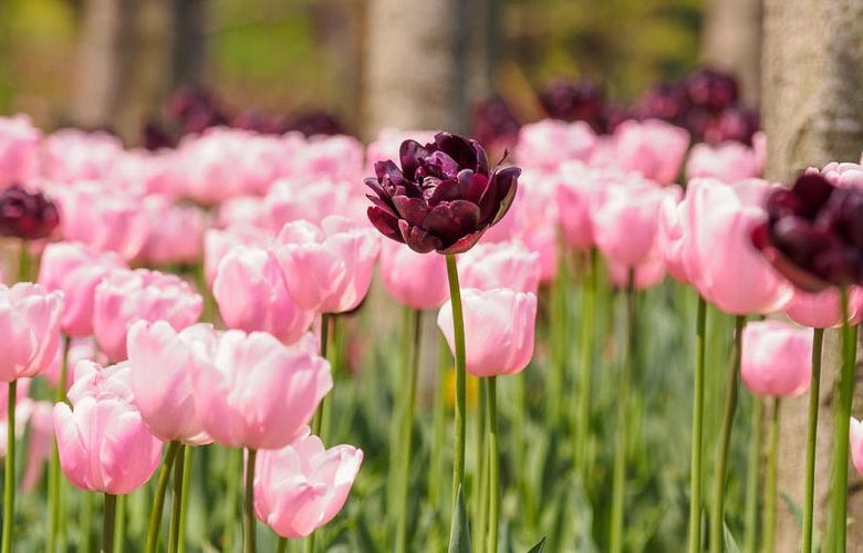 Tulipa 'Black Hero',Tulip 'Black Hero', Double Late Tulip 'Black Hero', Double Late Tulips, Spring Bulbs, Spring Flowers, Tulipe Black hero, Dark Tulips, Black Tulips, Late spring tulips, Tulipes Doubles Tardives
