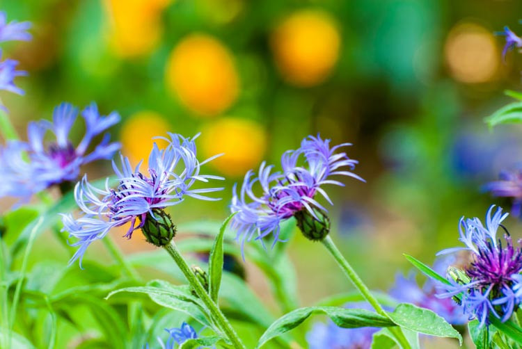 Centaurea Cyanus, Cornflower, Centaurea montana, centaurea americana, Witches' Bells, Ragged Robin, Happy Skies, Haw Dods, Hurtsickle, French Pink, Brushes, Bunk, Blue Tops, Bluets, Blawort,