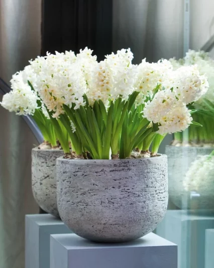 Hyacinthus Orientalis 'Top White', Hyacinth 'Top White', Dutch Hyacinth, Hyacinthus Orientalis, Common Hyacinth, Spring Bulbs, Spring Flowers, white hyacinth, early spring bloomer, mid spring bloomer