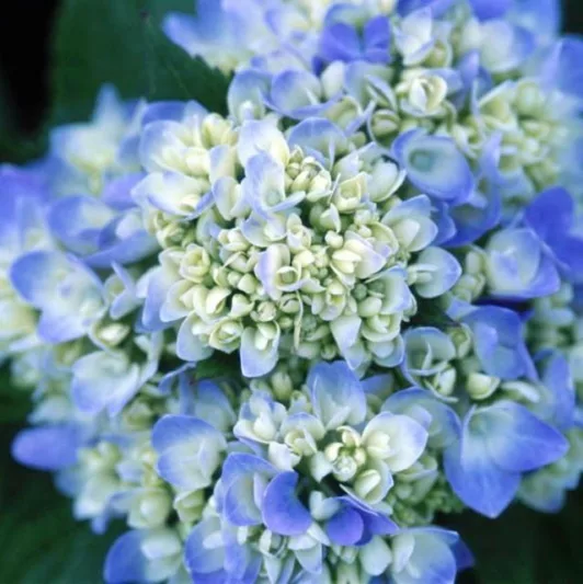 Endless Summer Hydrangea, Hydrangea Macrophylla 'Endless Summer', Hydrangea Macrophylla 'Bailmer', Bigleaf Hydrangea Endless Summer, Mophead Hydrangea Endless Summer, Hydrangea Shrub