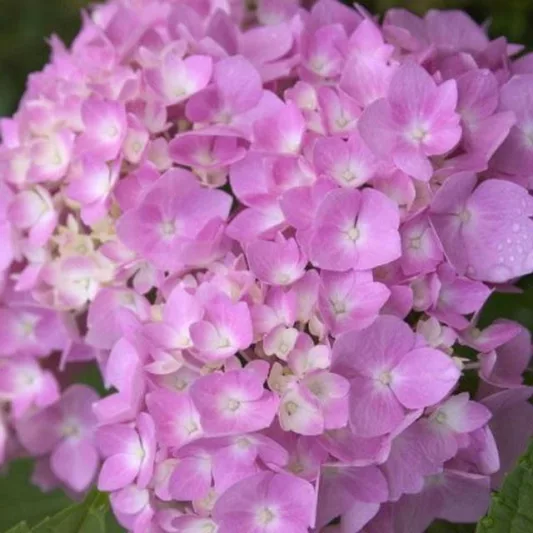 Endless Summer Hydrangea, Hydrangea Macrophylla 'Endless Summer', Hydrangea Macrophylla 'Bailmer', Bigleaf Hydrangea Endless Summer, Mophead Hydrangea Endless Summer, Hydrangea Shrub