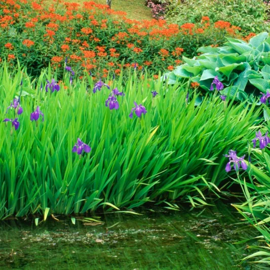 Brighten a moist area of your garden with this pretty plant combination pairing the fiery blossoms of Euphorbia griffithii 'Fireglow' (Spurge) with the bluish-purple vertical blossoms of Water Irises (Iris laevigata) and the delightfully fragrant Hosta sieboldiana 'Elegans' (Plantain Lily). 