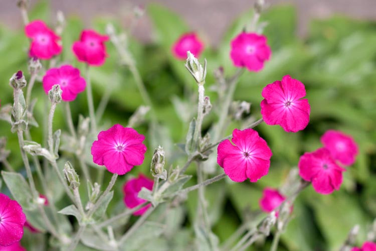 Lychnis Coronaria, Rose Campion, Lychnis chalcedonica, Maltese cross, Lychni arkwrightii, lychnis viscaria, Dry soil plant, Deer resistant plant,