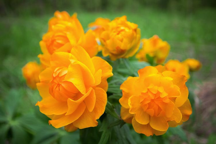 Trollius Chinensis, Globe Flower, Globeflower, Shade plants, shade perennial, plants for shade, plants for wet soils, Orange Flowers, Trollius europaeus, Trollius asiaticus, Trollius culturum