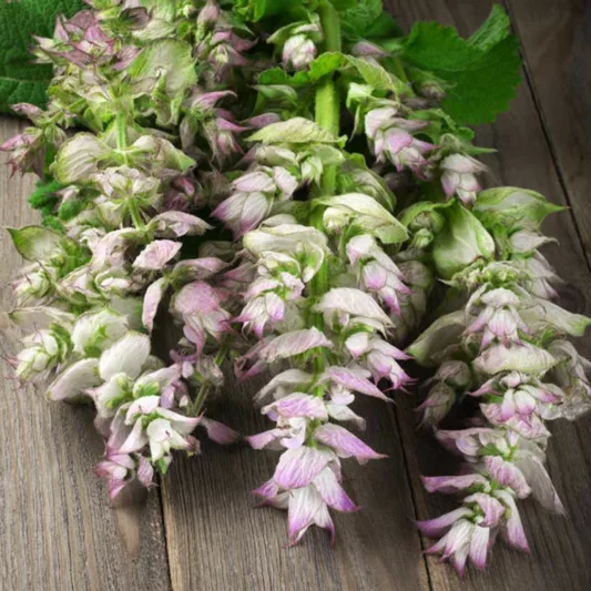 Salvia Sclarea, Clary Sage,