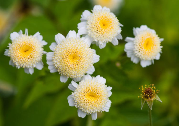 Tanacetum Parthenium, Feverfew, Maids, Pale Maids, Pellitory, Bachelor's Buttons, Maithes, Matricaria Parthenium, Chrysanthemum Parthenium,Tanacetum Coccineum, Painted Daisy, Pyrethrum, Chrys