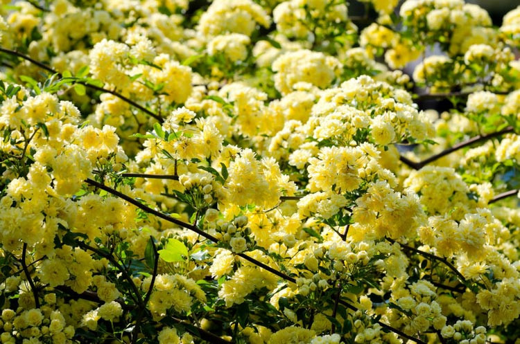 Rosa banksiae 'Lutea',Lady Banks' Rose, Yellow Banksian Rose, Yellow banksia Rose, Double Yellow banksia Rose, Rambler Roses, Climbing Roses, Yellow roses, Shrub roses, Rose bushes, Garden Roses