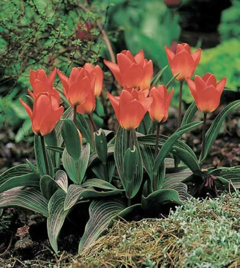 Tulipa Sweet Lady,Tulip 'Sweet Lady', Greigii Tulip 'Red Sweet Lady', Greigii Tulips, Spring Bulbs, Spring Flowers, Tulipe Sweet Lady,Greigii Tulips, Tulipes Greigii, Pink tulips, Apricot Tulips, Orange Tulips