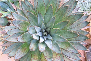 Mangave, Agave, Manfreda, Succulent Plants
