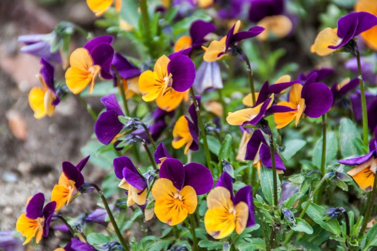Violets, Violet, Viola, Pansy, Pansies, Sweet Violet, Viola odorata, Common Blue Violet, Viola sororia, Yellow Violet, Viola pubescens, Viola × wittrockiana
