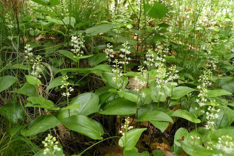 Maianthemum canadense, Canada Mayflower, False Lily of the Valley, Ruby Bead, Two-Leaved Solomon's Seal, Maianthemum canadense var. interius, Maianthemum canadense var. pubescens, Unifolium canadense