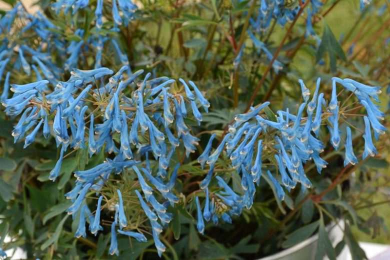 Corydalis flexuosa 'Porcelain Blue', Fumewort 'Porcelain Blue', Fumitory 'Porcelain Blue', Corydalis 'Porcelain Blue', Corydalis HILLIER™ 'Porcelain Blue', Blue Flowers
