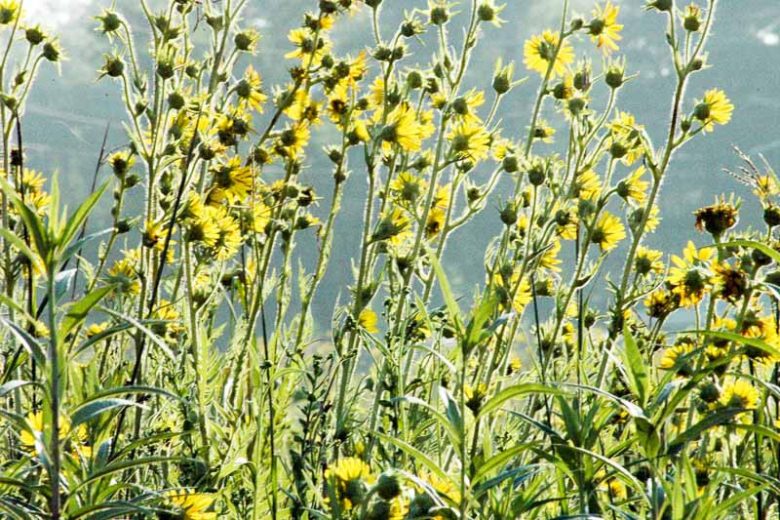Silphium laciniatum, Compassplant, Compass Plant, Gopher Plant, Pilot Plant, Pilot Weed, Polar Plant, Ragged Cup, Rosin Weed, Yellow Flowers, Yellow Perennials