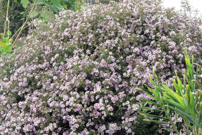 Ampelaster carolinianus, Climbing Aster, Climbing-aster, Aster carolinianus, Lasallea caroliniana, Virgulus carolinianus, purple aster, Lilac aster, Pink Aster,
