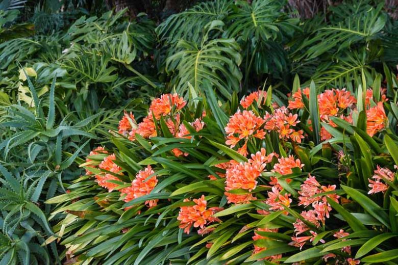 Clivia miniata, Natal Lily, Kaffir Lily, Bush Lily, Evergreen Perennials, Orange Flowers