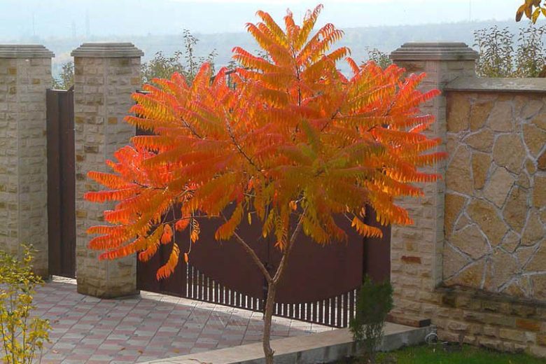 Rhus glabra, Smooth Sumac, Scarlet Sumac, Vinegar Tree, Fall color, Shrub