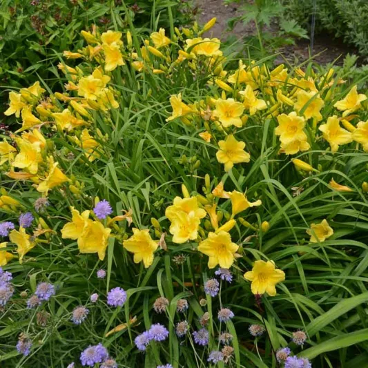 Hemerocallis 'Happy Returns', Daylily 'Happy Returns', Day Lily 'Happy Returns', 'Happy Returns' Daylily, daylilies, Daylily, Day Lilies, Yellow flowers, Yellow day lily, Yellow Daylily, Hemerocallidaceae, perennial, plant