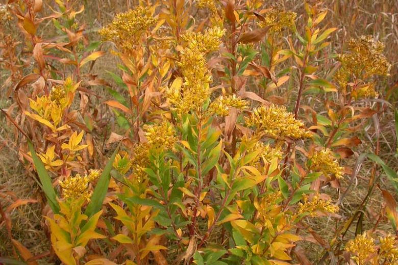 Solidago canadensis, Canada Goldenrod, Canadian Goldenrod, Tall Goldenrod, Giant Goldenrod, Fall perennials, Fall Flowers, Yellow flowers