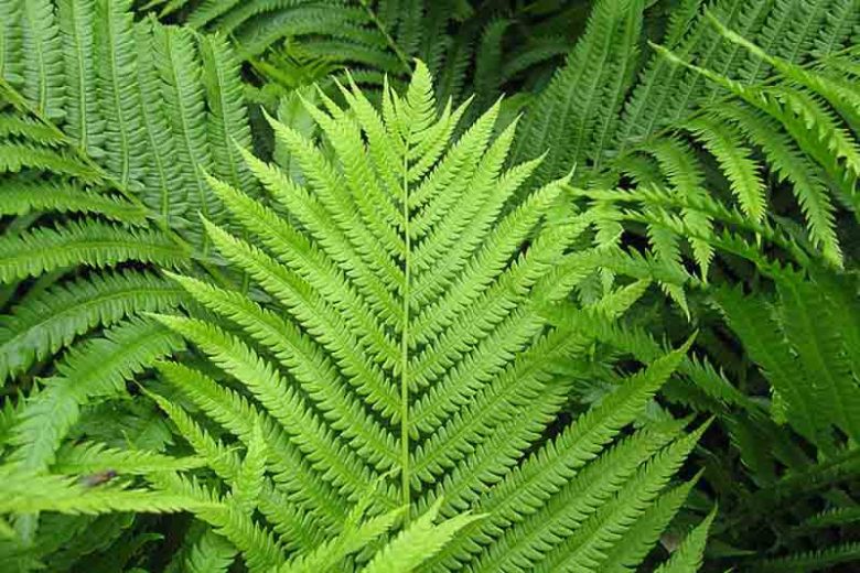 Matteuccia Struthiopteris (Ostrich Fern), Ostrich Fern, Ostrich-Feather Fern, Shuttlecock Fern, Shade plants, shade perennial, plants for shade, plants for wet soils