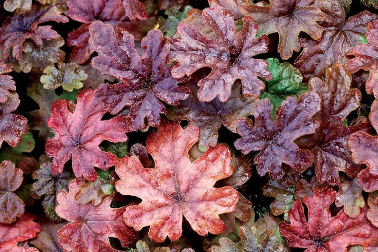 Tiarella 'Pink Skyrocket', Foam Flower 'Pink Skyrocket', Coolwort 'Pink Skyrocket', False Mitrewort 'Pink Skyrocket', White Coolwort, Shade plants, White Flowers
