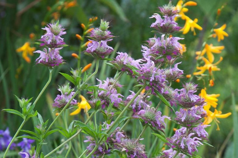 Monarda citriodora, Lemon Beebalm, Purple Horsemint, Lemon Mint, Plains Horsemint, Lemon Horsemint, Horsemint, Purple Lemon Mint, Bergamot, Monarda dispersa, Monarda aristata, Monarda tenuiaristata, Purple Monarda, Purple Bee Balm, Purple flowers,