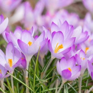 Crocus, Giant Dutch Crocus, Crocus Siberi, Crocus Flavus, Crocus Luteus, Crocus Vernus, Crocus Tommasinianus, Botanical Crocus, Crocus Remembrance,Crocus  Jeanne d'Arc, Crocus Flower Record, Crocus Pickwick, Crocus Grand Maitre