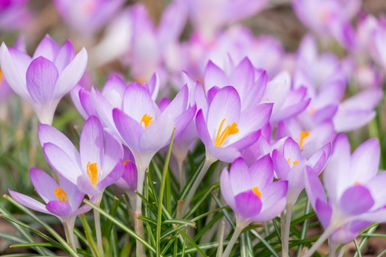 Crocus, Giant Dutch Crocus, Crocus Siberi, Crocus Flavus, Crocus Luteus, Crocus Vernus, Crocus Tommasinianus, Botanical Crocus, Crocus Remembrance,Crocus  Jeanne d'Arc, Crocus Flower Record, Crocus Pickwick, Crocus Grand Maitre