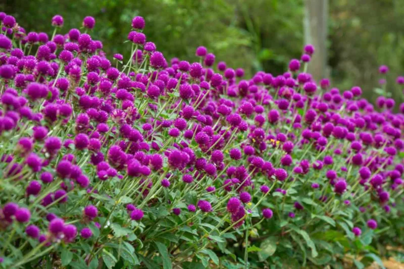 Globe amaranth, Gomphrena