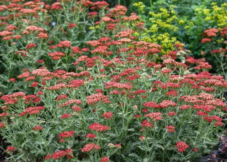Achillea Millefolium 'Sassy Summer Sangria', Achillea 'Sassy Summer Sangria', 'Sassy Summer Sangria' Yarrow, Red Yarrow, Red Milfoil, Red flowers, Drought Tolerant flowers