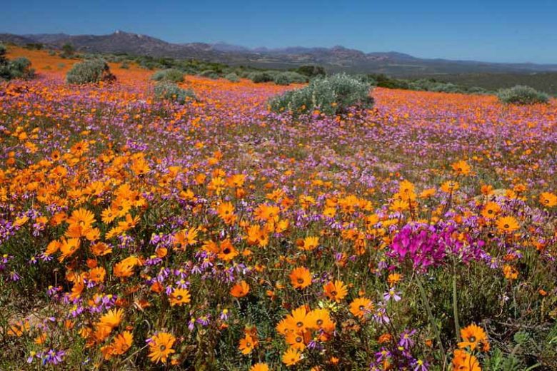 Dimorphotheca sinuata, Cape Marigold, African Daisy, drought tolerant groundcover, ground covers, grouncover, perennial ground cover
